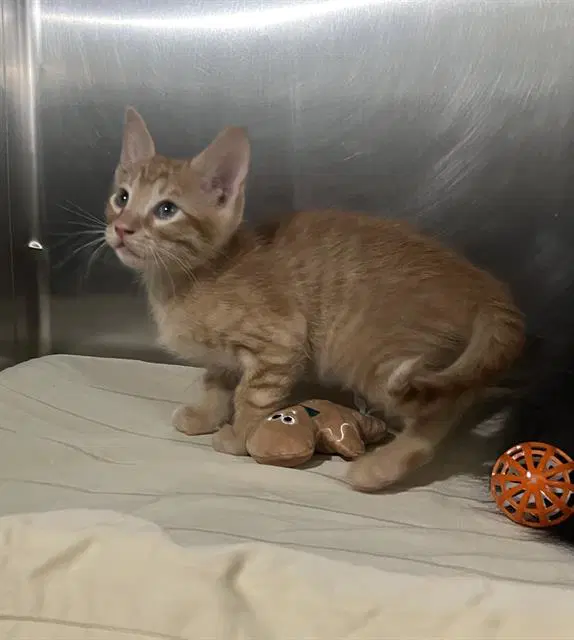 Unknown - Domestic Short Hair