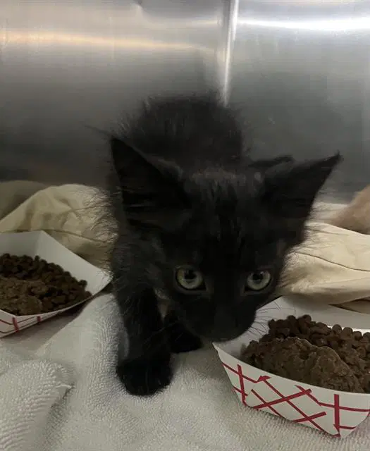 Unknown - Domestic Short Hair