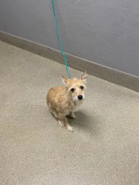 Eleven - Terrier