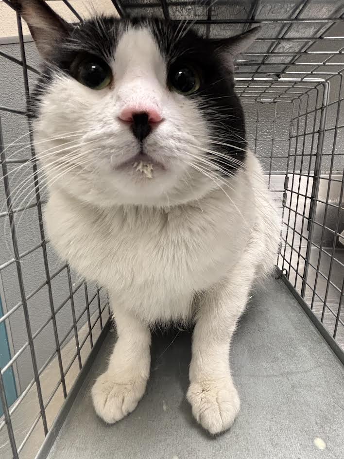 Poncho - Domestic Short Hair