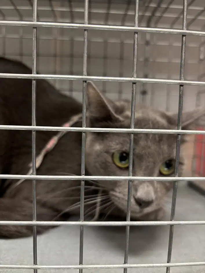 Judea - Domestic Short Hair