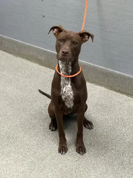 Angel - Pit Bull Terrier