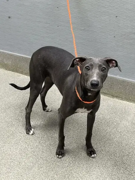 Whitney - Whippet