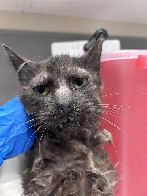Dracula - Domestic Short Hair