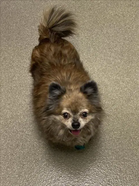 Katie - Pomeranian