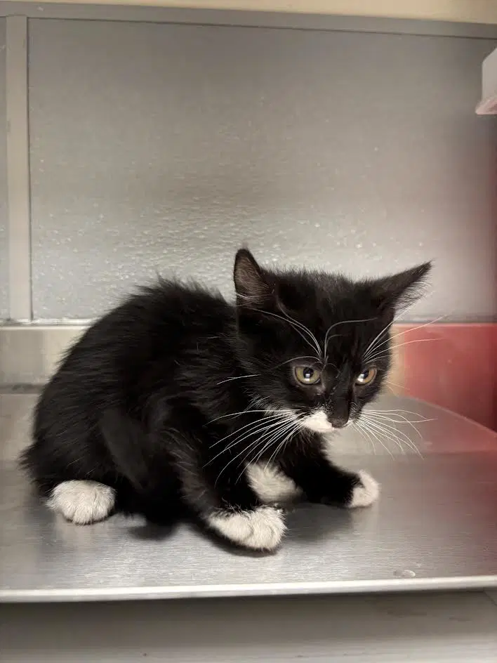 Havarti - Domestic Short Hair
