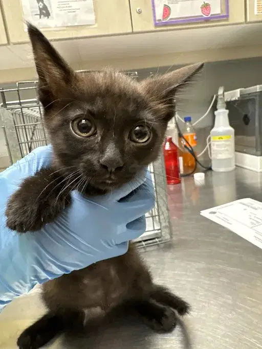 Mrgreen - Domestic Short Hair