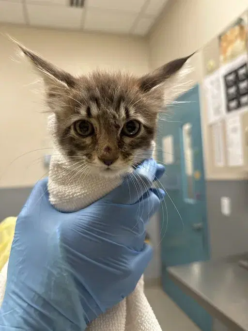Lily - Domestic Short Hair