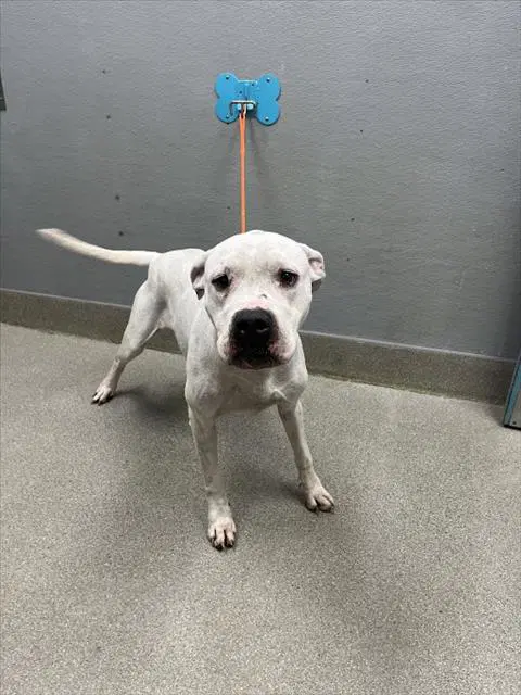 Nila - Pit Bull Terrier