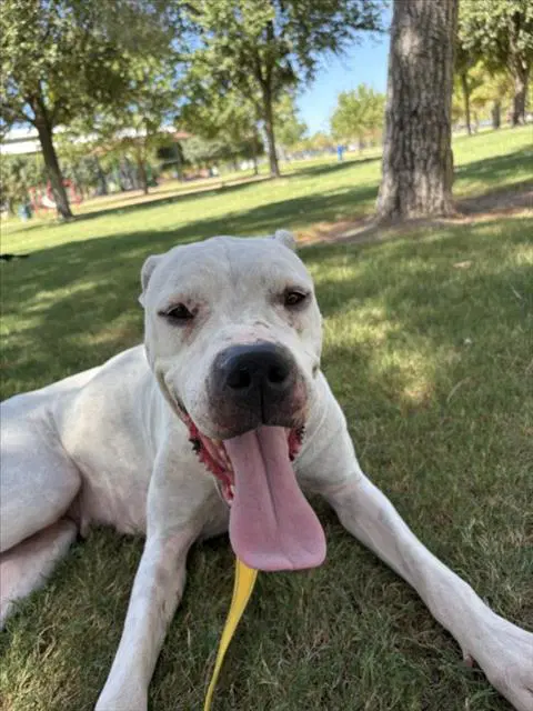Nila - Pit Bull Terrier