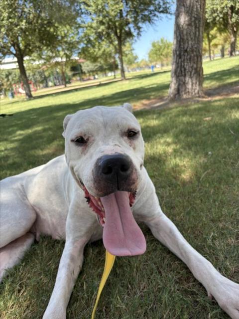 NILA, a dog for adoption from The Animal Foundation - Las Vegas