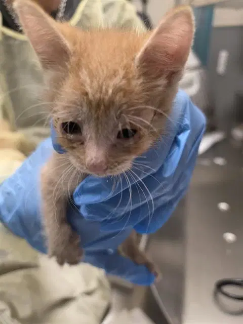 Clementine - Domestic Short Hair