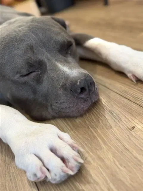 Kylo - Pit Bull Terrier