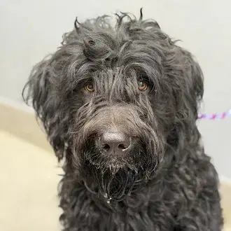 Orson - Poodle (Standard)