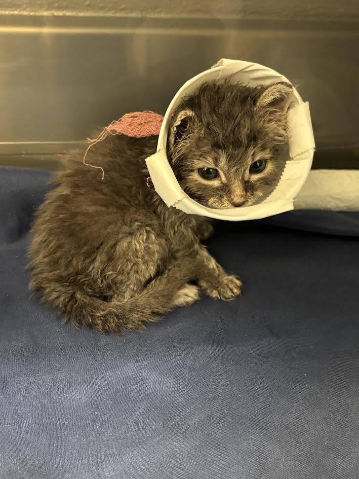 Ihop - Domestic Short Hair
