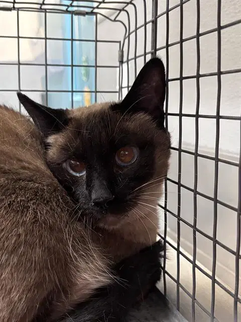 Minx - Siamese