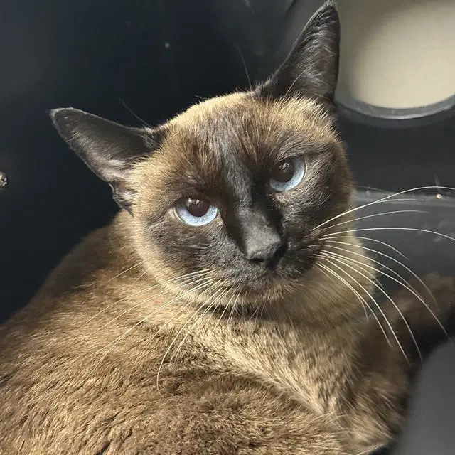 Minx - Siamese