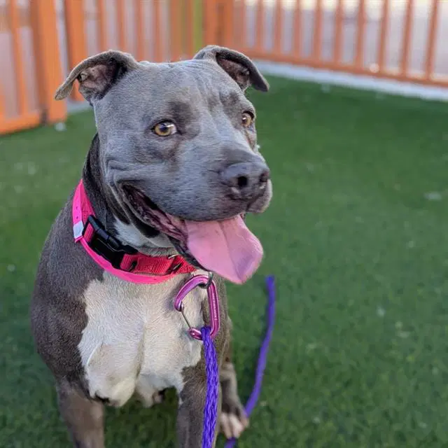 Myst - Pit Bull Terrier