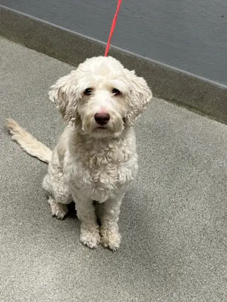Eclair - Poodle (Miniature)