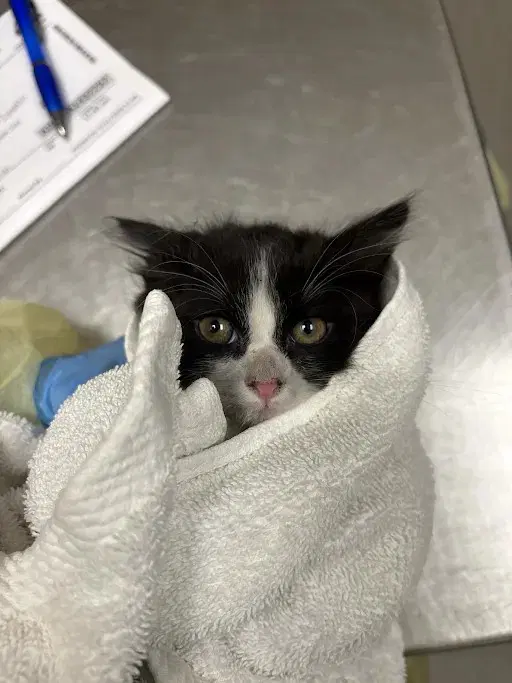 Grinch - Domestic Short Hair