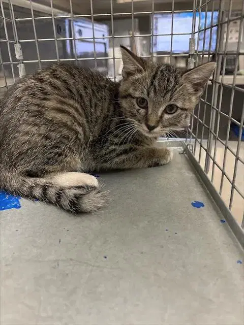 Tai Lung - Domestic Short Hair