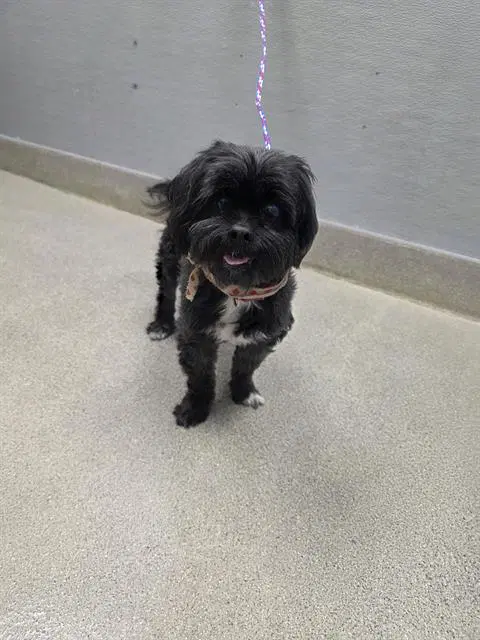 Boby - Maltese