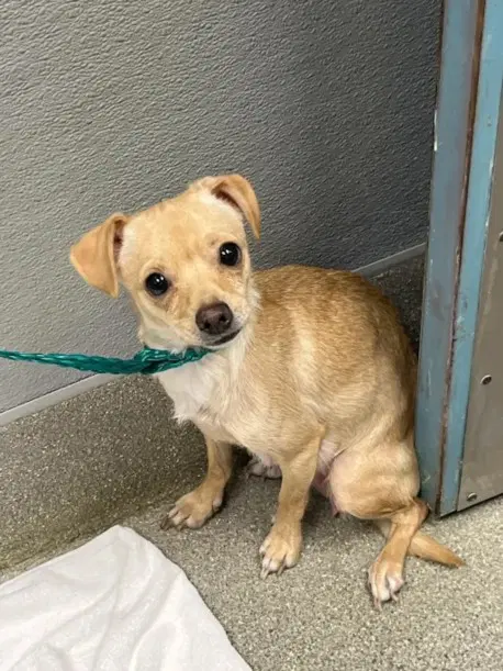 Brulee - Chihuahua