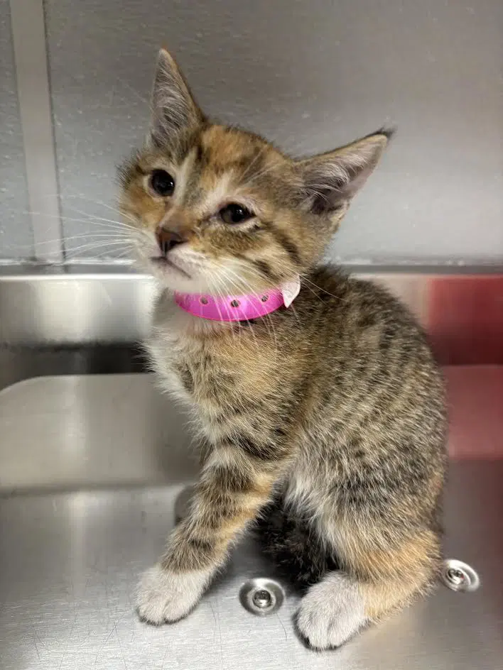 Paneer - Domestic Short Hair