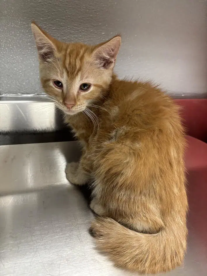Meunster - Domestic Short Hair