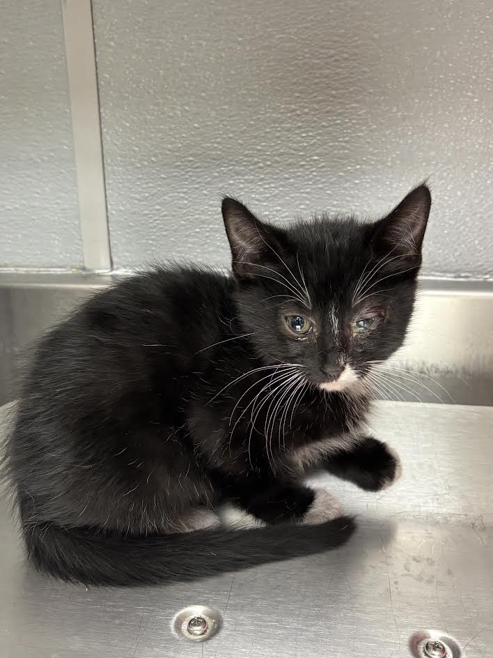 Stilton - Domestic Short Hair