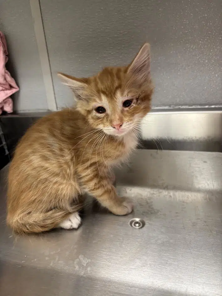 Chedda - Domestic Short Hair