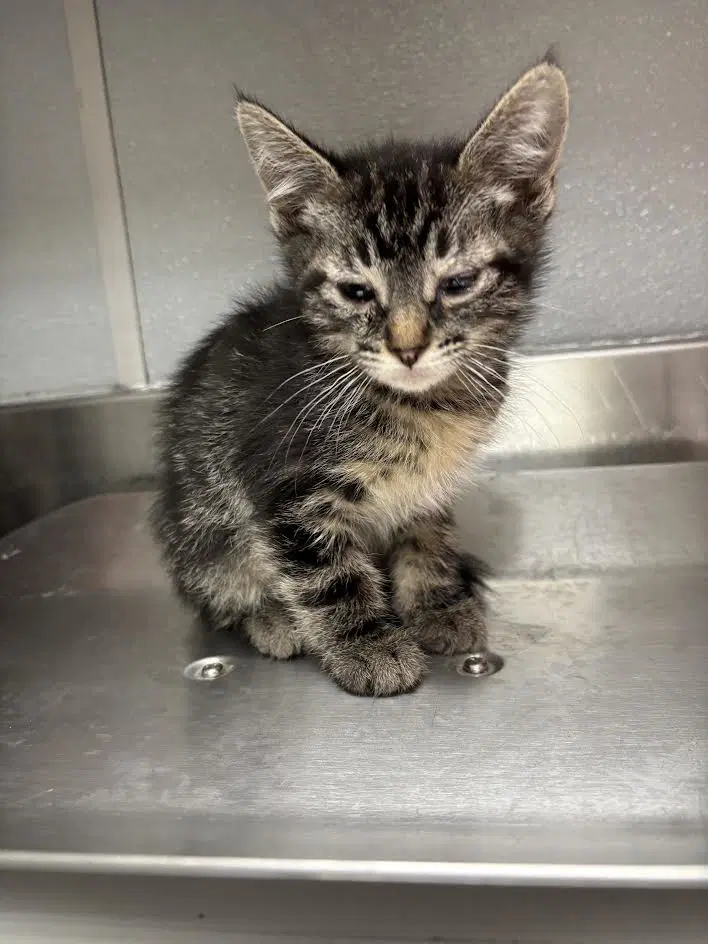 Gorgonzola - Domestic Short Hair