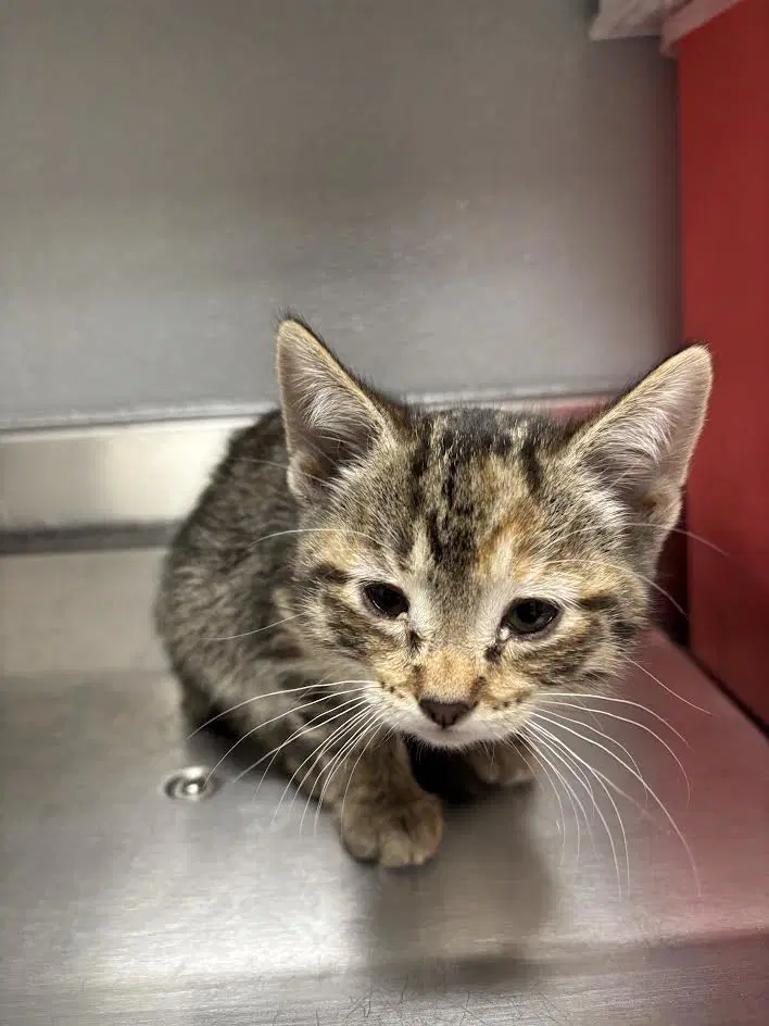 Gouda - Domestic Short Hair