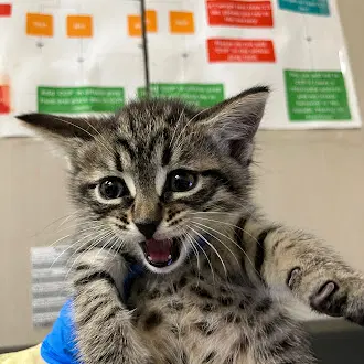 Pinky - Domestic Short Hair