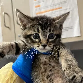 Binky - Domestic Short Hair