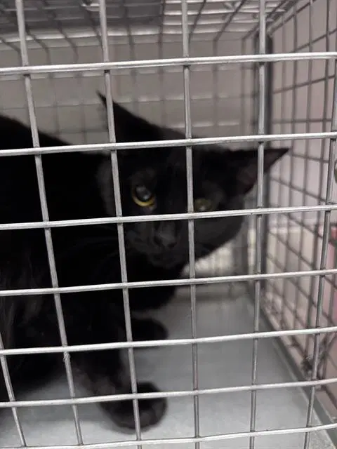 Soi - Domestic Short Hair