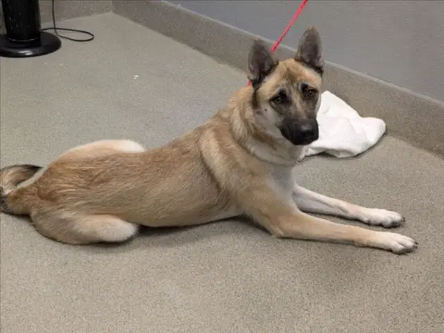 Raven - German Shepherd Dog