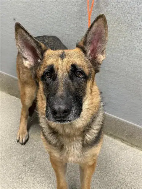Sasha - German Shepherd Dog