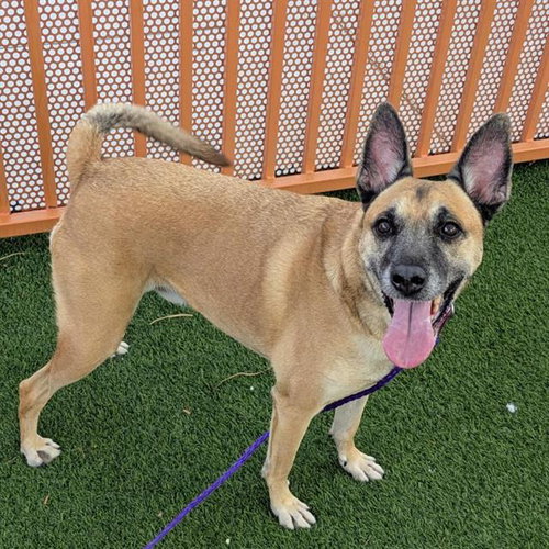 RUEGAR, a dog for adoption from The Animal Foundation - Las Vegas