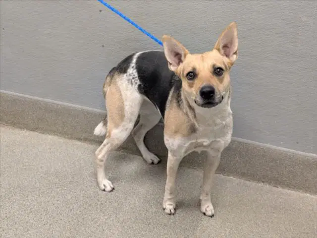 Chili - Australian Cattle Dog/Blue Heeler