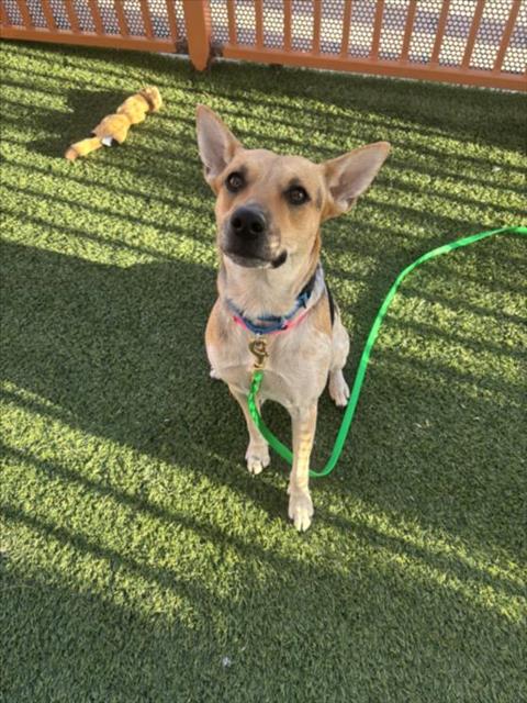 CHILI, a dog for adoption from The Animal Foundation - Las Vegas