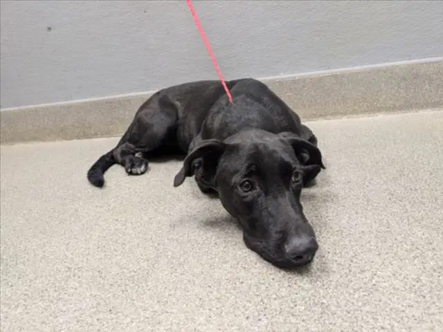 Nyx - Labrador Retriever
