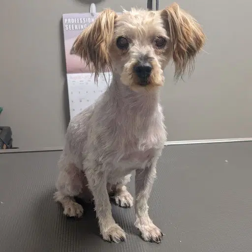 Unknown - Yorkshire Terrier Yorkie