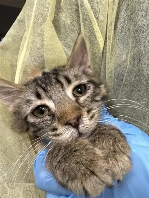 Unknown - Domestic Short Hair