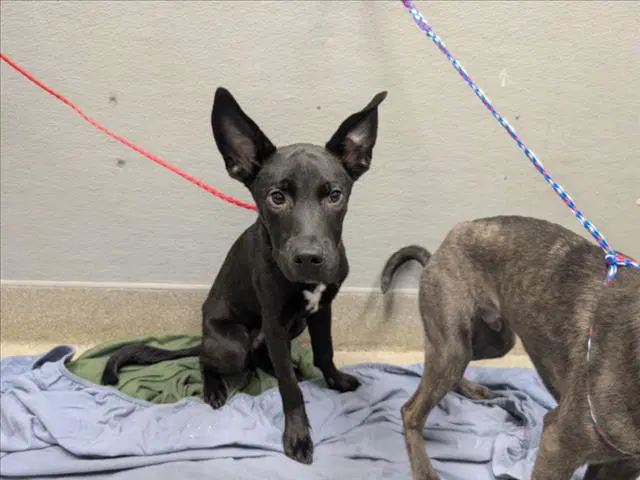 Loso - Belgian Shepherd Malinois