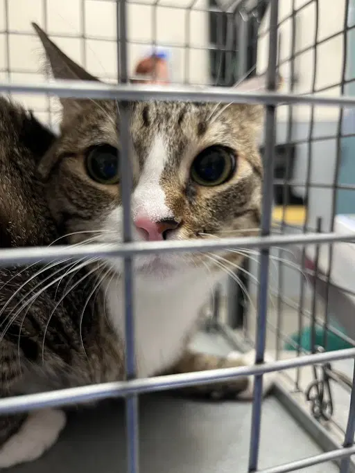 Cherry - Domestic Short Hair