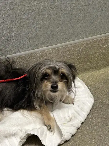 Natty - Yorkshire Terrier Yorkie