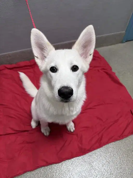 Winter - Siberian Husky