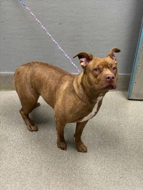 Princess - Pit Bull Terrier