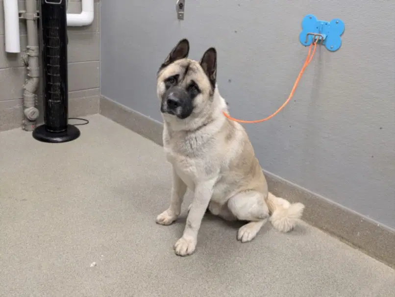 Harvey - Akita